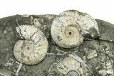 Jurassic Ammonite (Kosmoceras) Cluster - England #243471-1